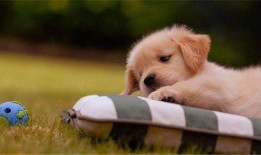 狗狗最新爆料文案短句,宠物界的最新爆料短句集锦