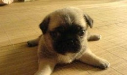 巴哥最新爆料视频大全,揭秘娱乐圈幕后真相