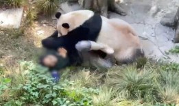 熊猫饲养员最新爆料网,饲养员最新爆料带你走进国宝世界