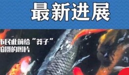 最新偷鱼爆料事件新闻报道,揭秘网络爆料背后的真相与争议