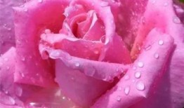 水晶玫瑰最新爆料,明星幕后故事大曝光