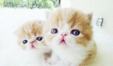 奶猫cp的最新动态爆料,最新动态曝光引粉丝热议